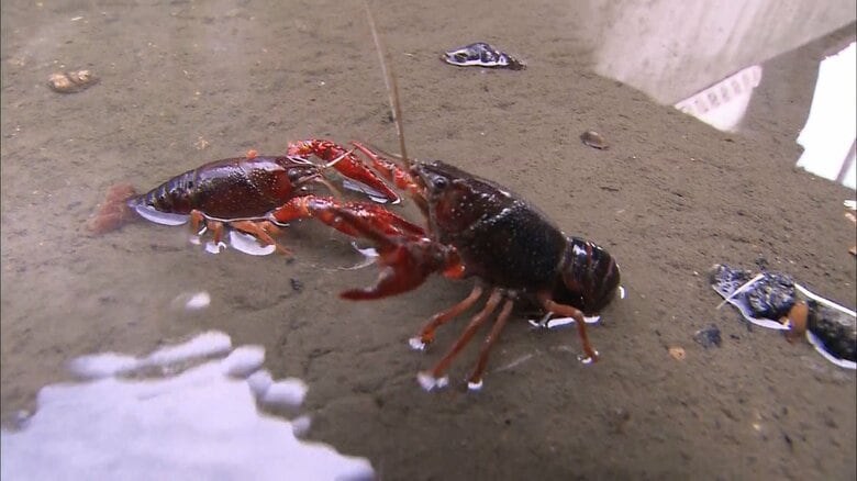 アメリカザリガニ