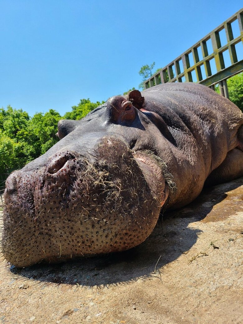 日光浴（提供：那須サファリパーク）