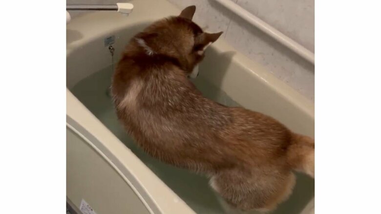 入浴が見つかったときの様子（2）お湯をぺロペロしてみる