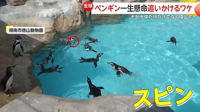 スピンで方向転換するペンギン（映像提供：周南市徳山動物園）