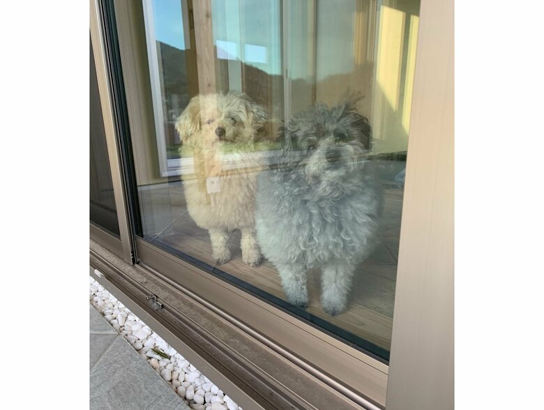 窓から飼い主を見ている　左：こあちゃん　右：ミロちゃん（提供：＠tsuru_323さん）