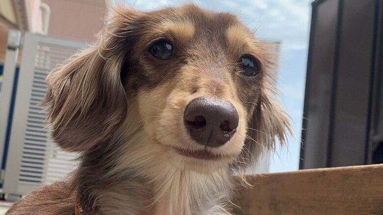 カニンヘンダックスフント・おとくん