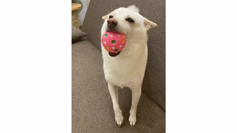 おもちゃをくわえて歓迎