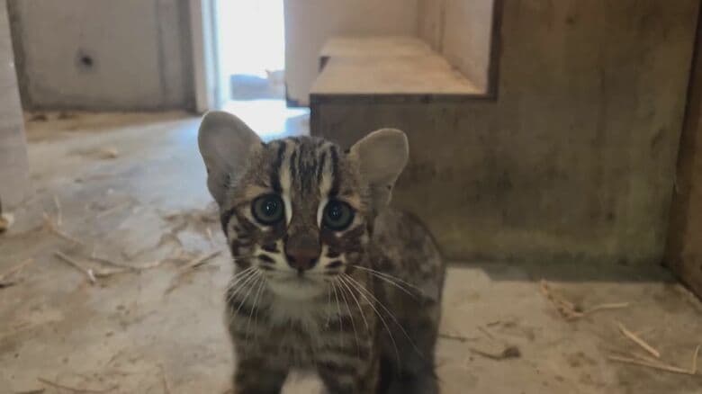 国の天然記念物 ツシマヤマネコ