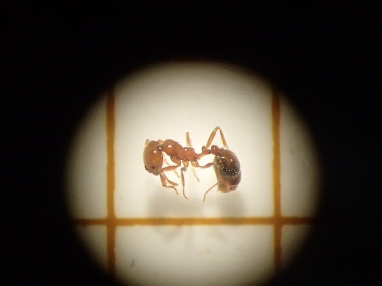 アカカミアリの全身（提供：環境省）