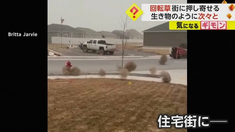 住宅街に押し寄せた大量のタンブルウィード