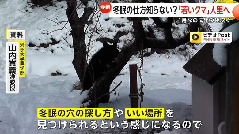 親グマが駆除され、冬眠の仕方を知らない若いクマが人里に出てきている可能性を指摘する専門家