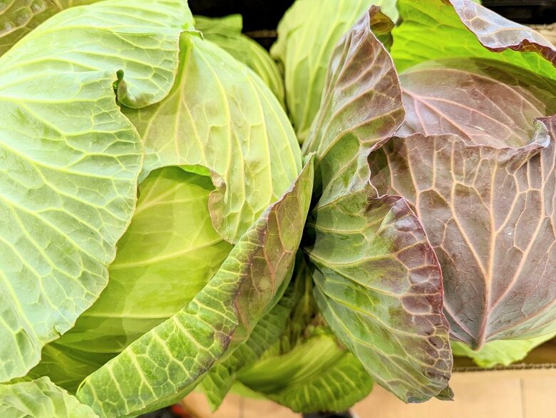 右側のキャベツが紫色になっている（提供：青髪のテツさん）