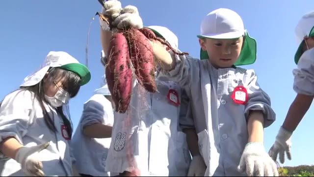 園児が騎手と一緒にサツマイモ堀りを体験<岩手・奥州市>