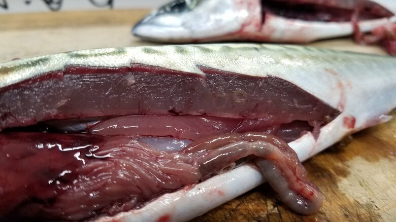 マサバの腹部にいるアニサキス（提供：福井県立大学）