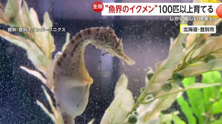 親のおなかから、どんどん出てきている赤ちゃん