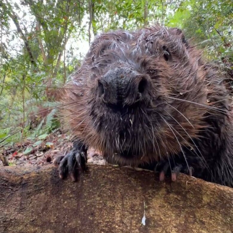 ビーバーの生活に木は欠かせない