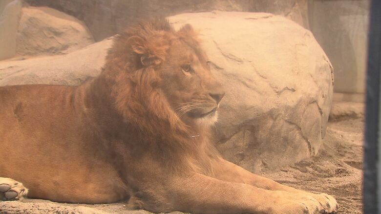 オスのライオン