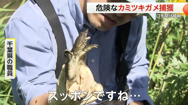 「カミツキガメ」捕獲のためのワナにかかっていたスッポン