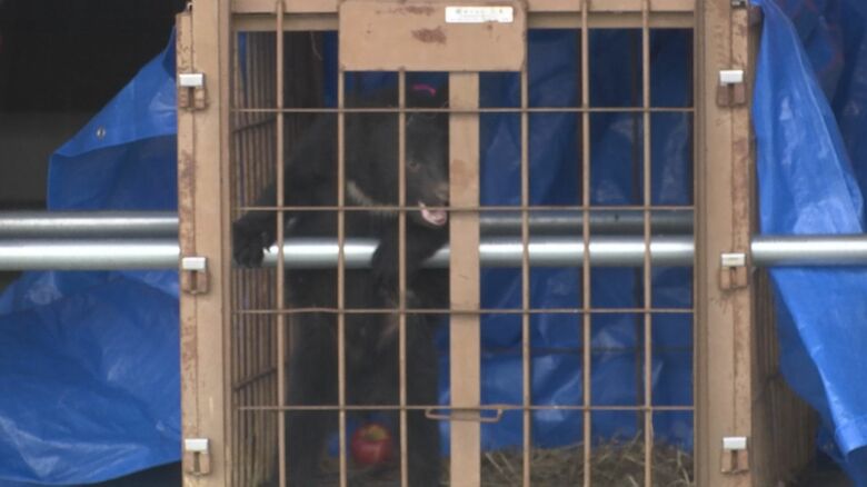 事務所車庫に約20時間居座り捕獲された子グマ