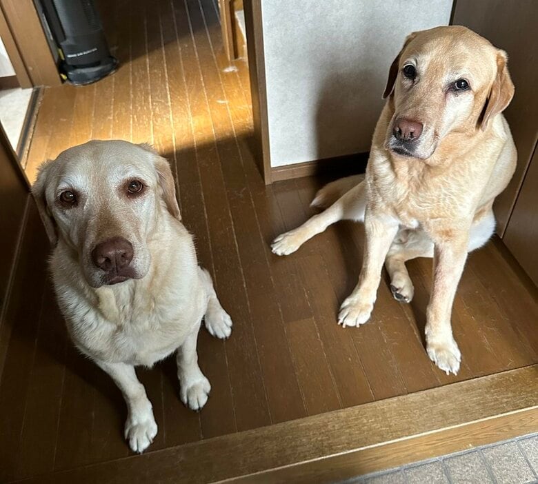 別日のお見送りの様子　置いて行かれることに不満そうな表情