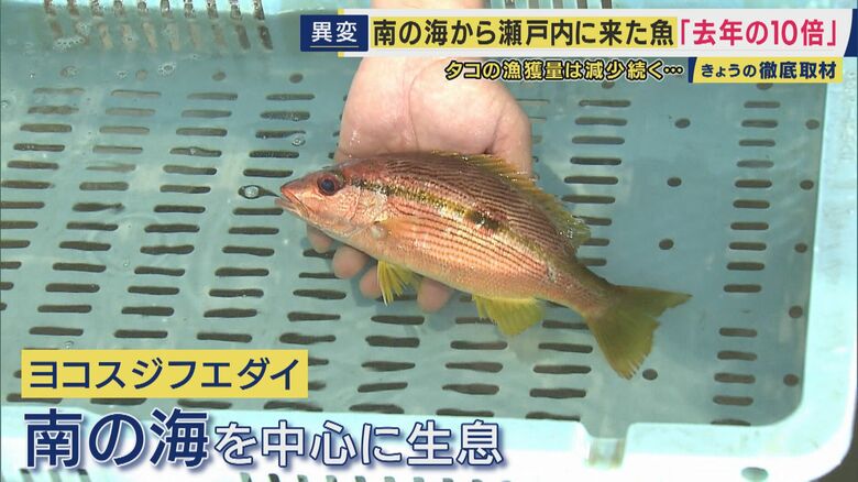 ヨコスジフエダイが急増