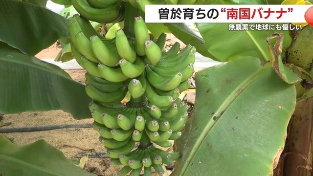 鹿児島の新バナナ、皮まで安心の理由と栽培法を取材
 