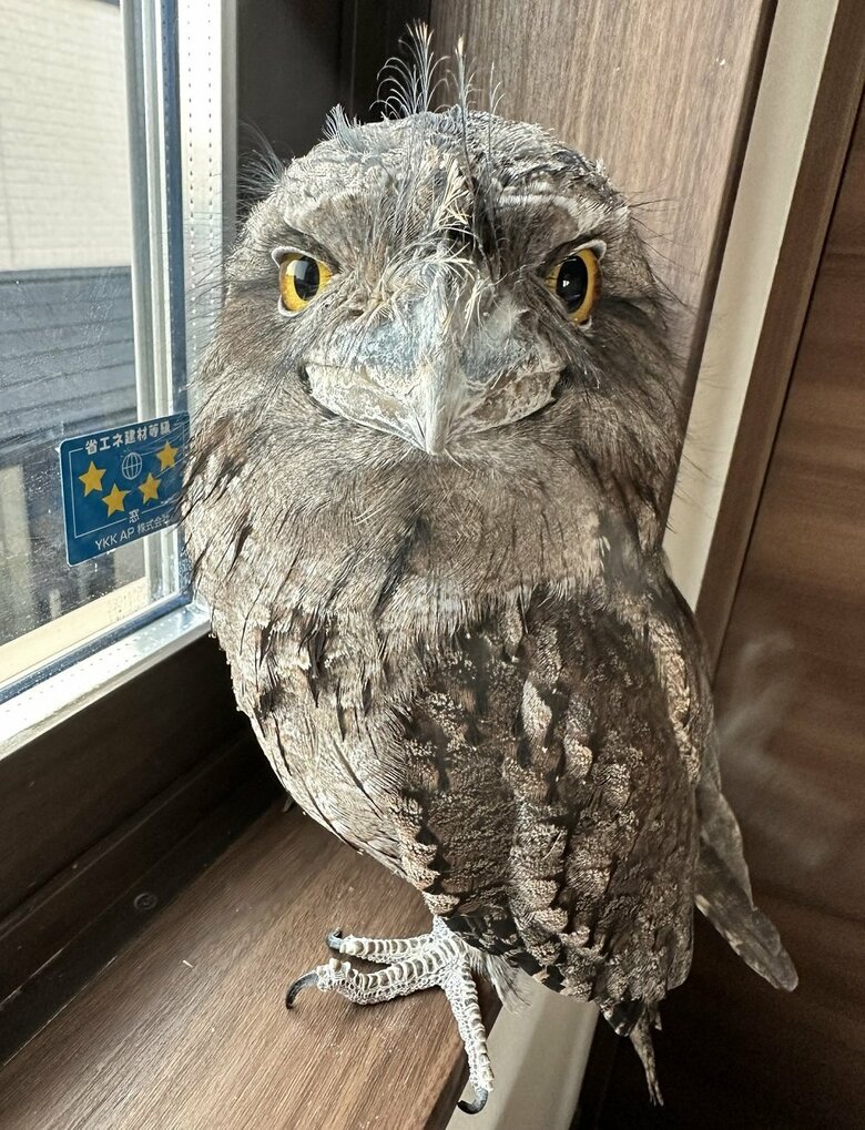 普段はふっくら