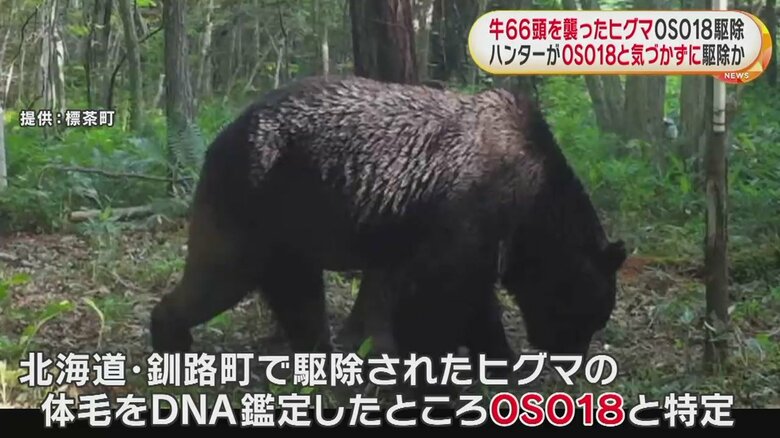 駆除されたヒグマの体毛をDNA鑑定したところ「OSO18」と特定