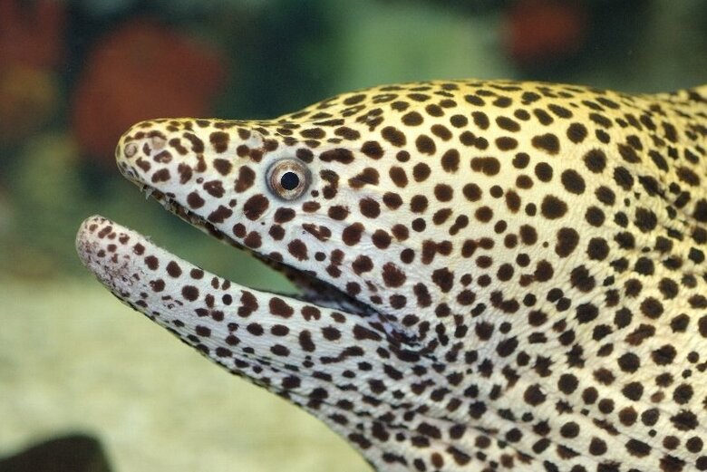 ニセゴイシウツボ（提供：すさみ町立エビとカニの水族館）