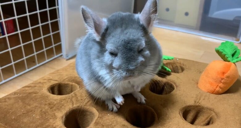 遊んでいる途中で寝ちゃった金太郎くん（提供：金太郎の日常さん）