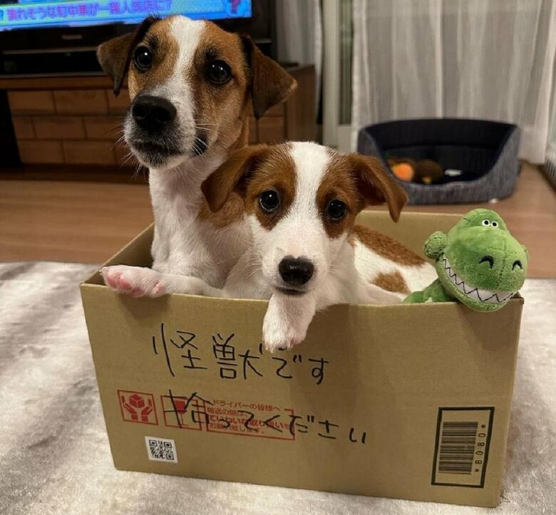 左：だいずくん　右：“弟”犬のとろろくん