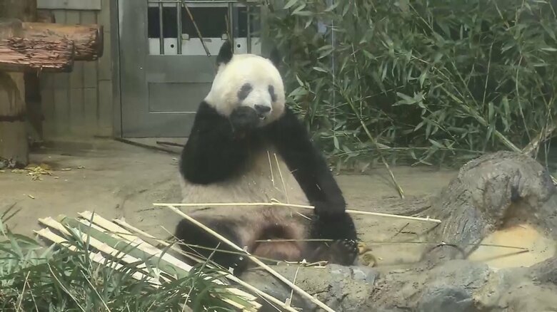 最終観覧日のシャンシャン（19日）