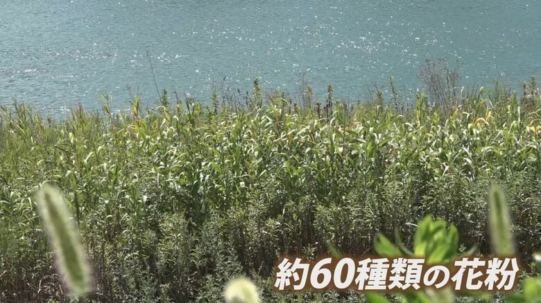 ブタクサやヨモギは秋に花粉を飛ばす