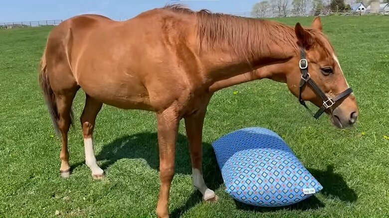 アドマイヤジャパンとYogibo