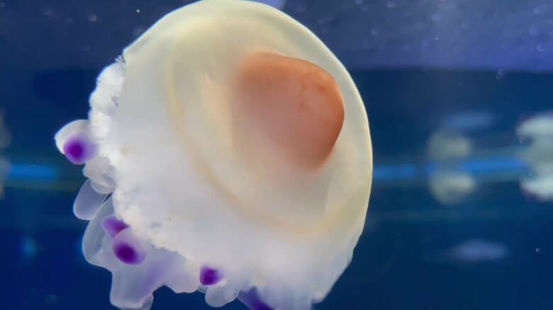 （提供：新江ノ島水族館）