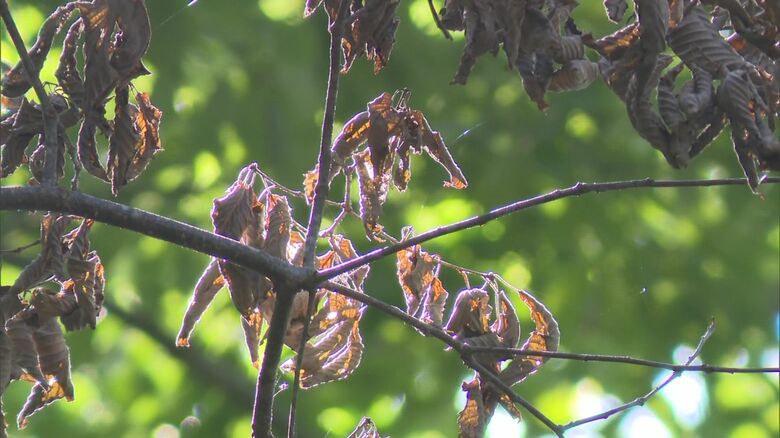 枯れたコナラの葉っぱ