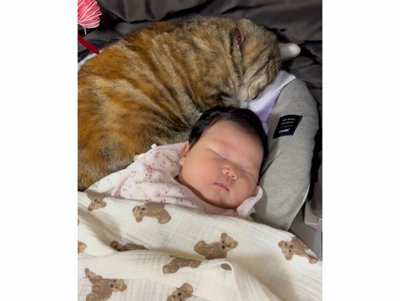 気持ちよさそうだ（提供：エルモとみみりんさん）