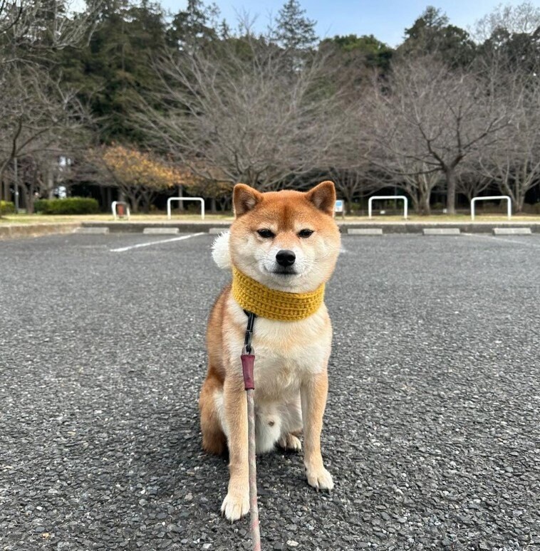 提供：Nerushibaさん