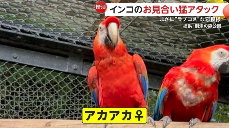 メスの「アカアカ」
