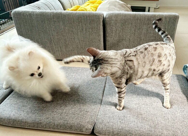 攻撃をかわした！