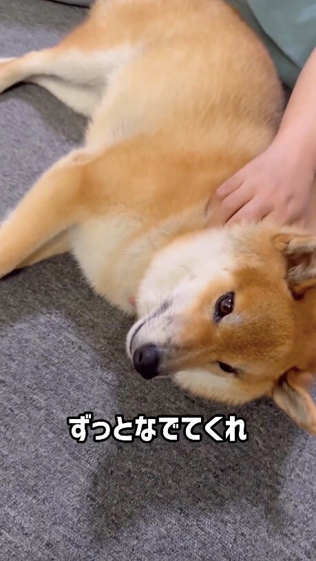 提供：柴犬ぽてとさん