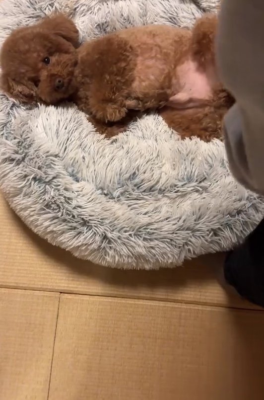 提供：Leo トイプードルさん