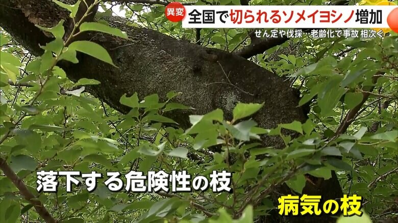 剪定が行われる、落下する危険性や病気がある枝