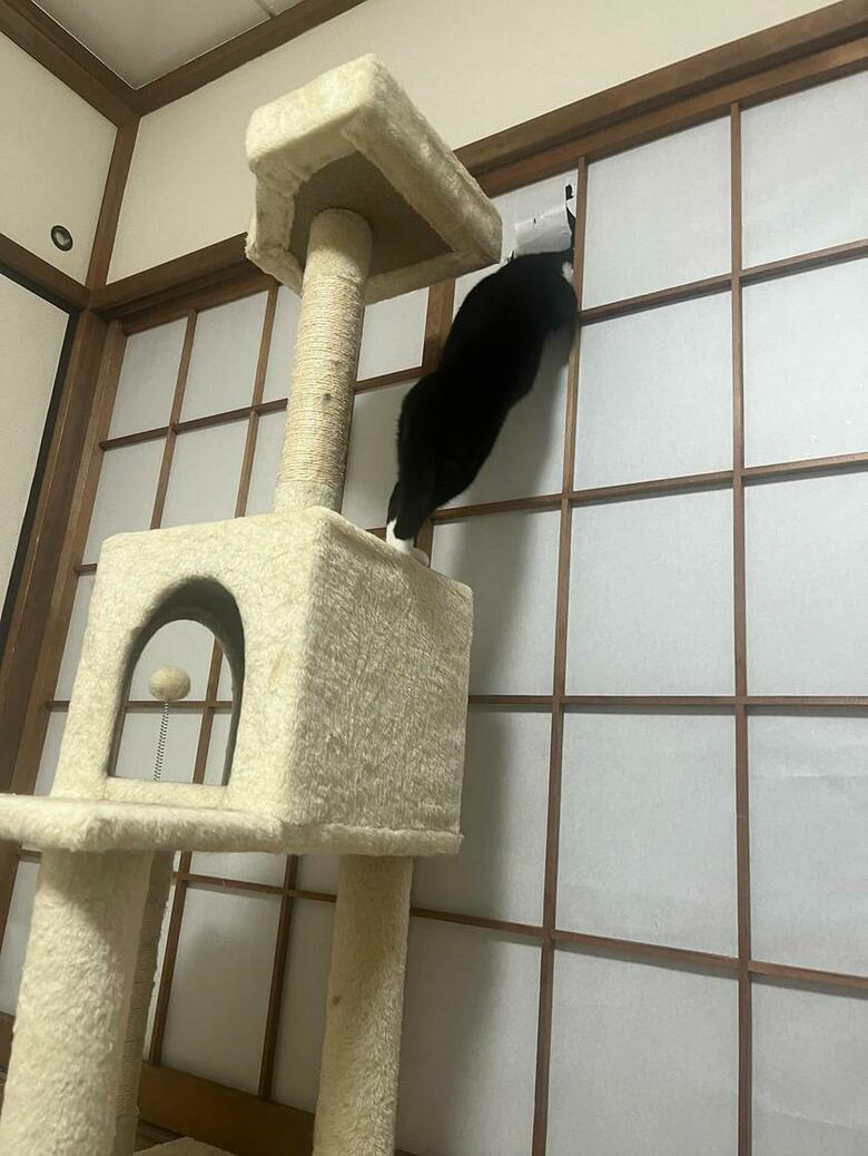 提供：ちびまるまろんさん