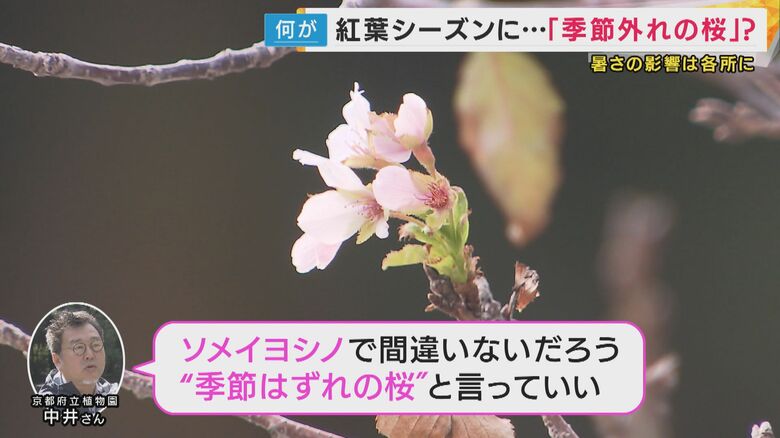 スタッフが見つけた狂い咲きの桜