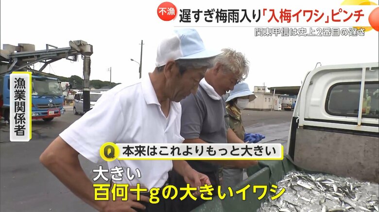 「入梅イワシは」はもっと大きいという