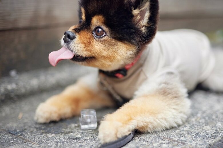 暑い日は氷をなめて涼しむ