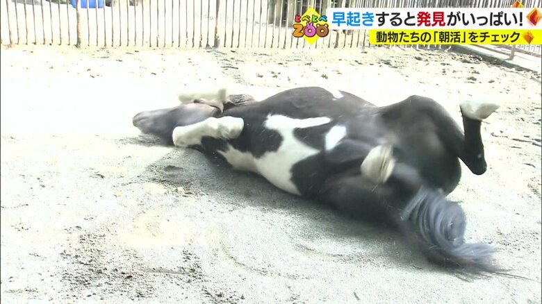 ゴロゴロ砂浴びをするポニー