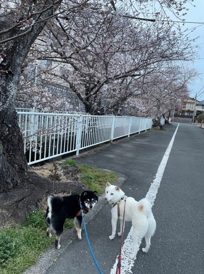 提供：柴犬のくぅとそらさん