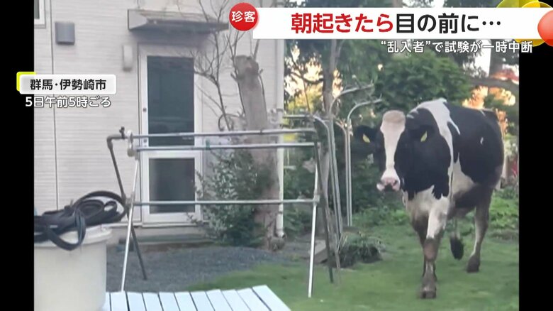 近づいてくる様子を見せたウシ