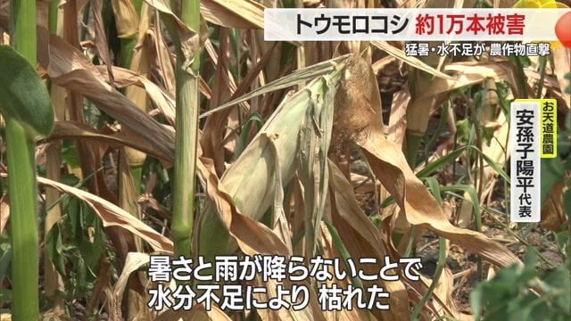 高温少雨でトウモロコシ畑が枯れていた