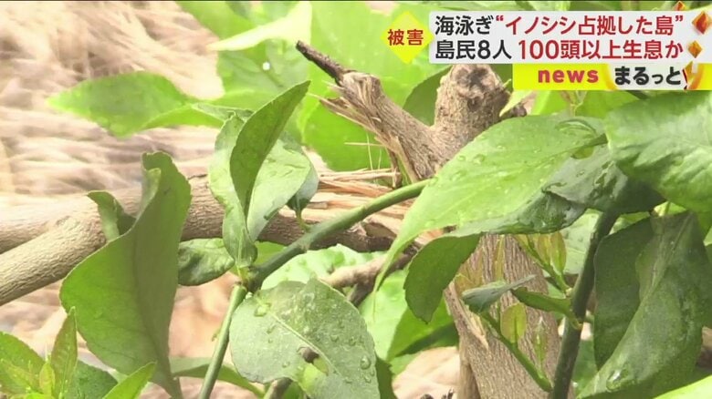 荒らされてしまった農作物