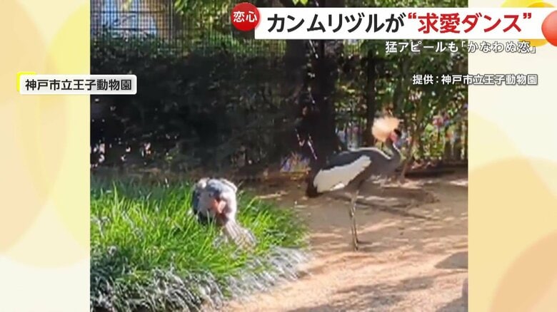 首を上下に動かしながら羽を広げてクルクルと回る、メスのカンムリヅル（兵庫・神戸市立王子動物園）