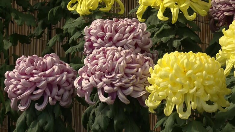 京丹波町の菊花展で展示された大菊